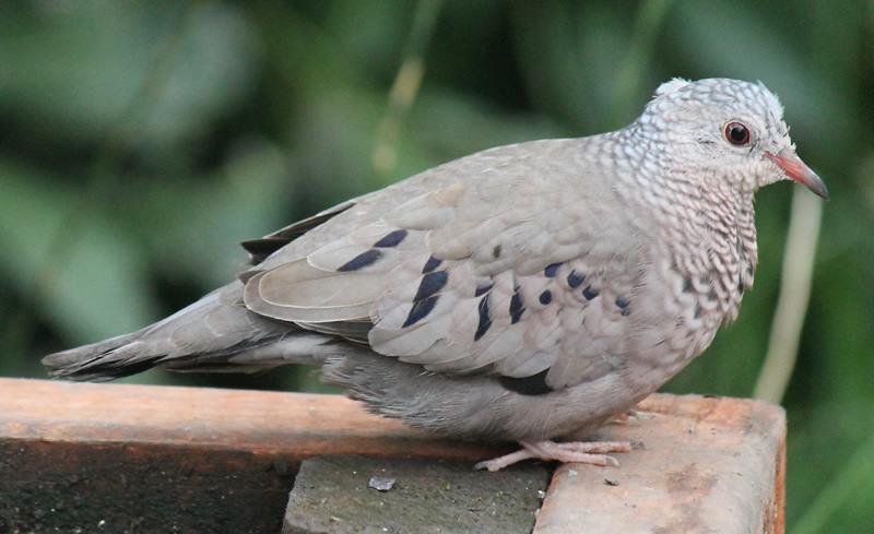 Common Ground Dove cock bird