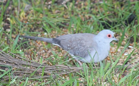 Diamond Dove