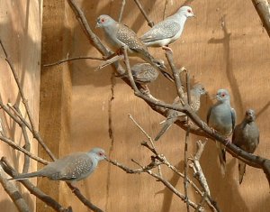 Doves