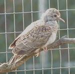 First chick