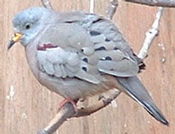 Male Peruvian