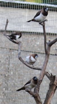 Group of Bengalese Finches