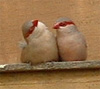 Red-eared Waxbills