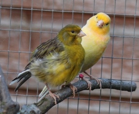 Canaries