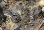 Chick
