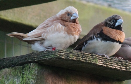 Chestnut finches