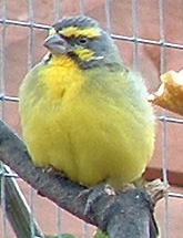 Green Singer Finch