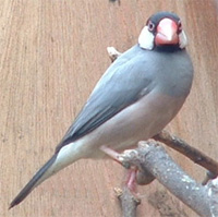 Java Sparrow Finch