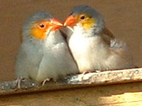 Orange-cheeked waxbills