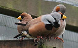 Parsons and Masked finches