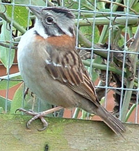Rufour-collared Sparrow