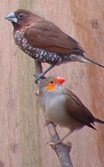 Spice finch & Orange-cheeked waxbill