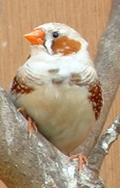 Male Zebra finch