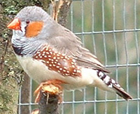 Male Zebra finch