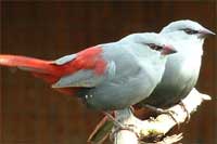 Lavender waxbills