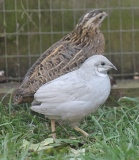 2 Quail