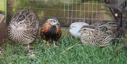 Quail Group
