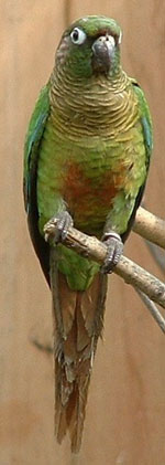 Maroon-chested Conure