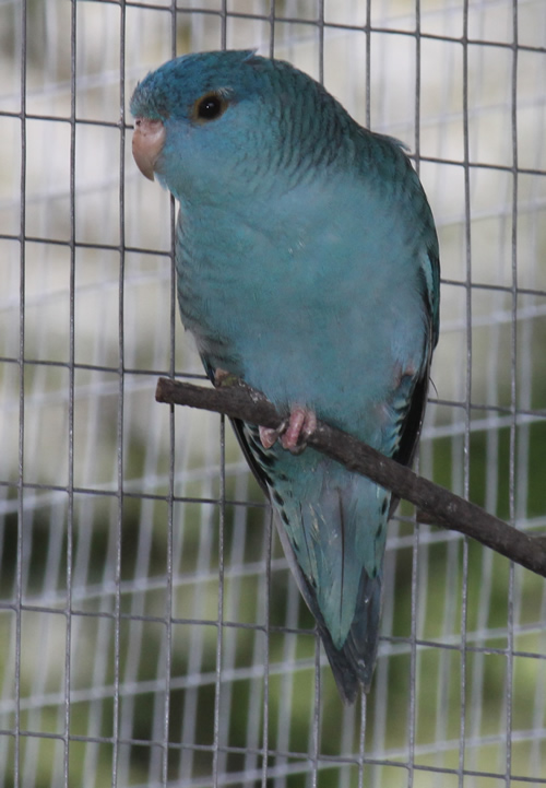 Lineolated Parakeet